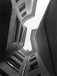ant_046